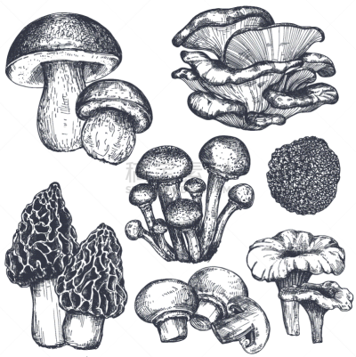 食用菌,动物手,蔬菜,Porcini Mushroom,清新,食品,绘制,收集,烹调,复古