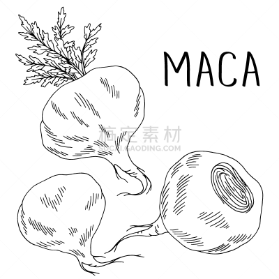 玛咖,绘画插图,白色,根部,矢量,黑色,分离着色,插画,蔬菜,华丽的