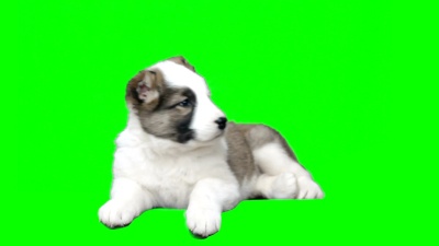 牧羊犬说谎