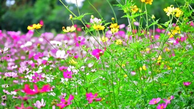 美丽的花。