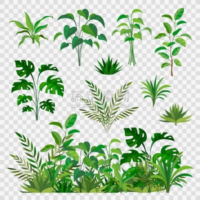 蕨类,自然,草本,美,叶子,矢量,植物群,分离着色,四元素,蔬菜