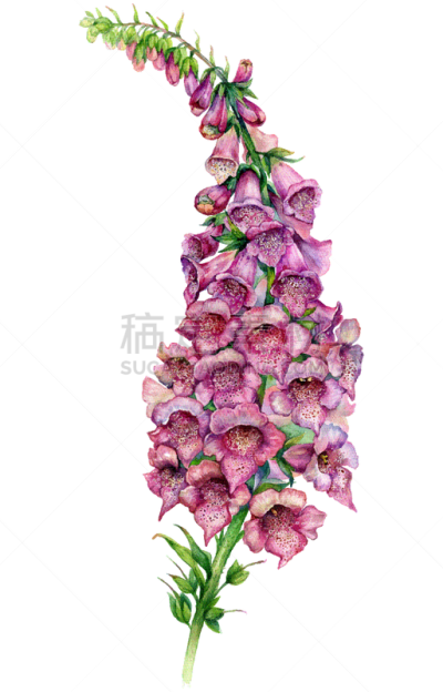 毛地黄,绘画插图,水彩画,水彩画颜料,背景分离,复古风格,自然美,古典式,春天,花