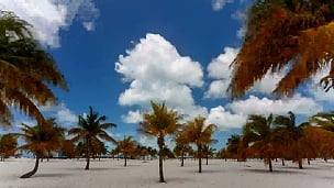 在Cayo Largo的Sirena海滩上的延时棕榈树