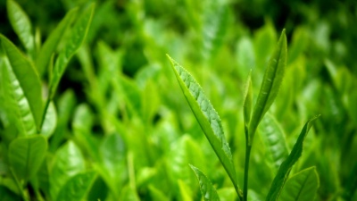 手工采摘绿茶