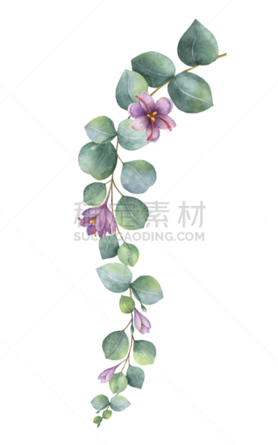 桉树,水彩画,绿色,花环,请柬,藏红花,浪漫,植物群,问候,爱