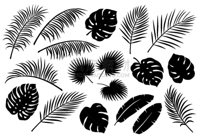 鸡尾酒,棕榈叶,华丽的,复叶,泰国,干酪藤,加利福尼亚,Calathea,复古,绘制