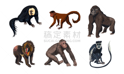 绘画插图,矢量,幽默,动物主题,长发,图画书,猿,可爱的,野生动物,灵长目
