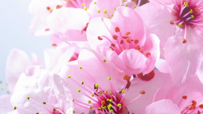 粉红色樱花盛开 