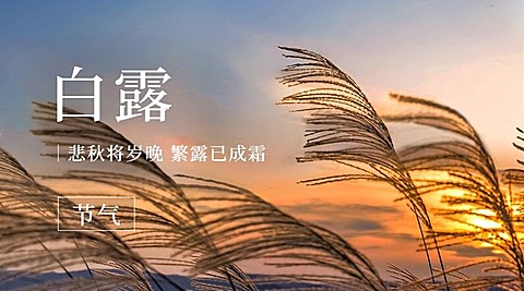 白露节气祝福问候实景横版海报