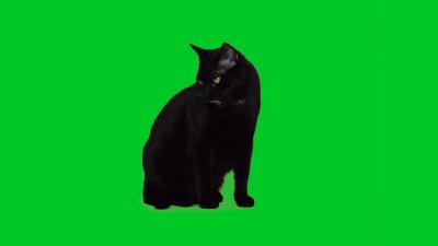  黑猫舔绿屏