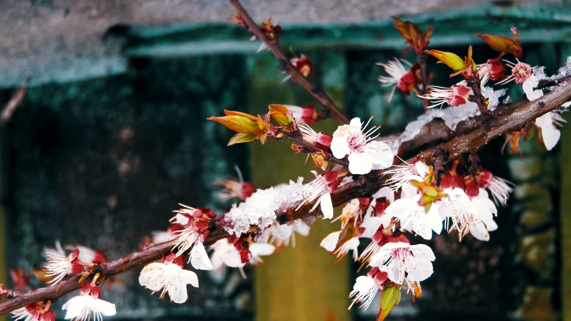 异常天气，开花杏树上的雪