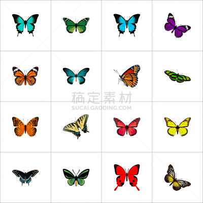 鸡尾酒,蛾,黑脉金斑蝶,白色,自然,华丽的,虎斑凤尾蝶,紫色,图像,写实