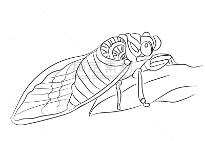 插画,线条,两翼昆虫,分离着色,轮廓,白色,生物学,自然,缠结的,野生动物