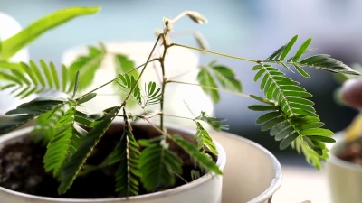 敏感植物含羞草