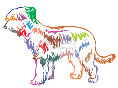 华丽的,Briard,色彩鲜艳,注视镜头,可爱的,纯种犬,摆拍,肖像,站,服从