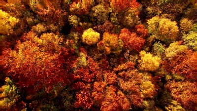 俯瞰秋天令人惊叹的美丽色彩，森林，树木，空中无人机立交桥景观。