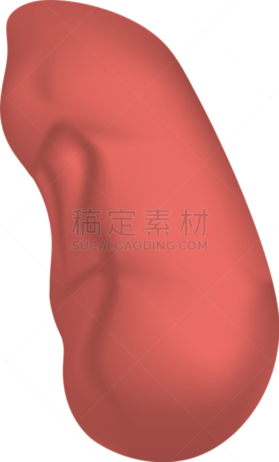 时尚,脾脏,生物学,健康保健,血红蛋白,抗体,脊椎动物,淋巴系统,写实