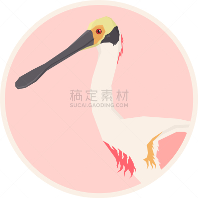 边框,圆形,琵鹭,可爱的,几何形状,野生动物,肖像,佛罗里达,动物,鸟类
