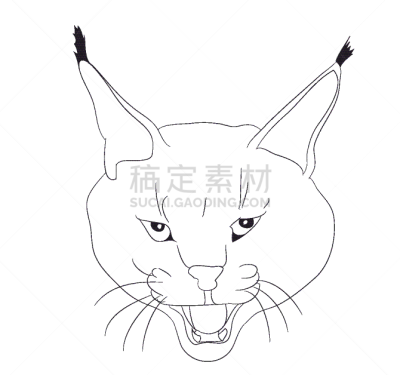 山猫,线条,注视镜头,可爱的,狞獾,野生动物,肖像,哺乳纲,绘制