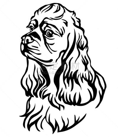 华丽的,狗,美国人,可卡犬,注视镜头,可爱的,纯种犬,摆拍,肖像,服从