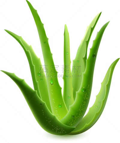 白色,芦荟,分离着色,自然,健康保健,草本,清新,图像,果汁,写实