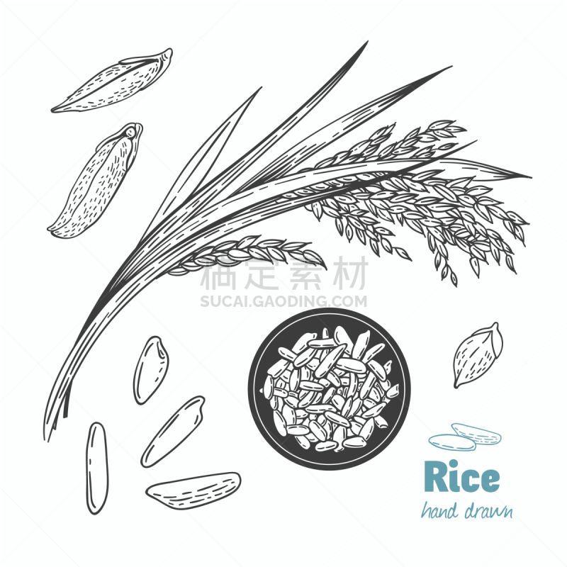 稻,动物手,分离着色,有机食品,自然,生食,食品,绘制,收集,烹调