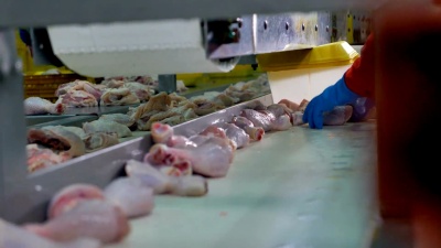 工人的手从工厂生产线上移走生的鸡肉桶。