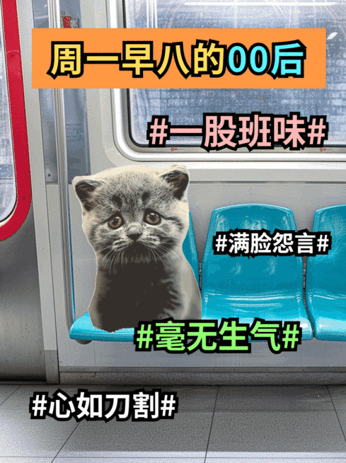 猫meme趣味玩梗小红书动态封面AIGC预览效果
