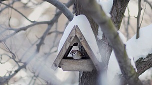 鸟儿在冬天飞到鸟的喂食器