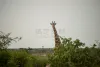 长颈鹿身高