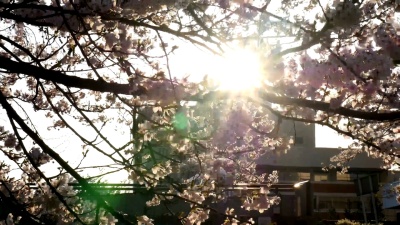 日本富山的 樱花树或樱花