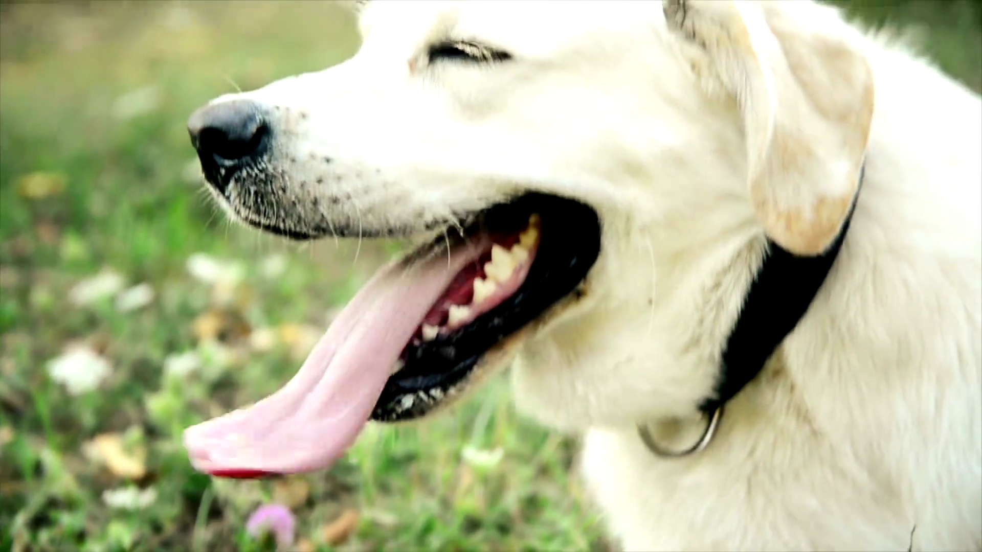 一只疲惫的拉布拉多猎犬