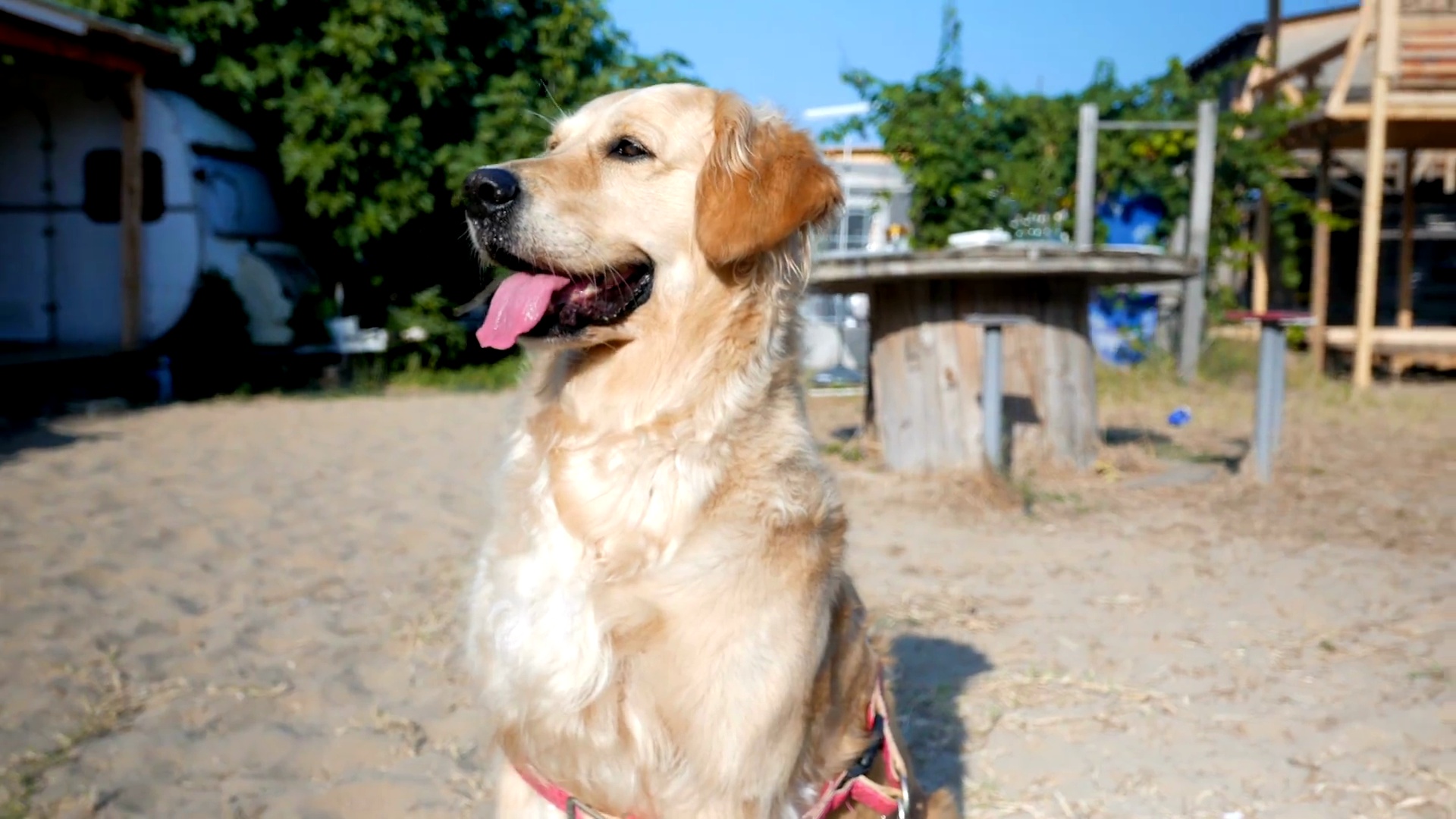 金毛猎犬坐着环顾四周等着它的主人
