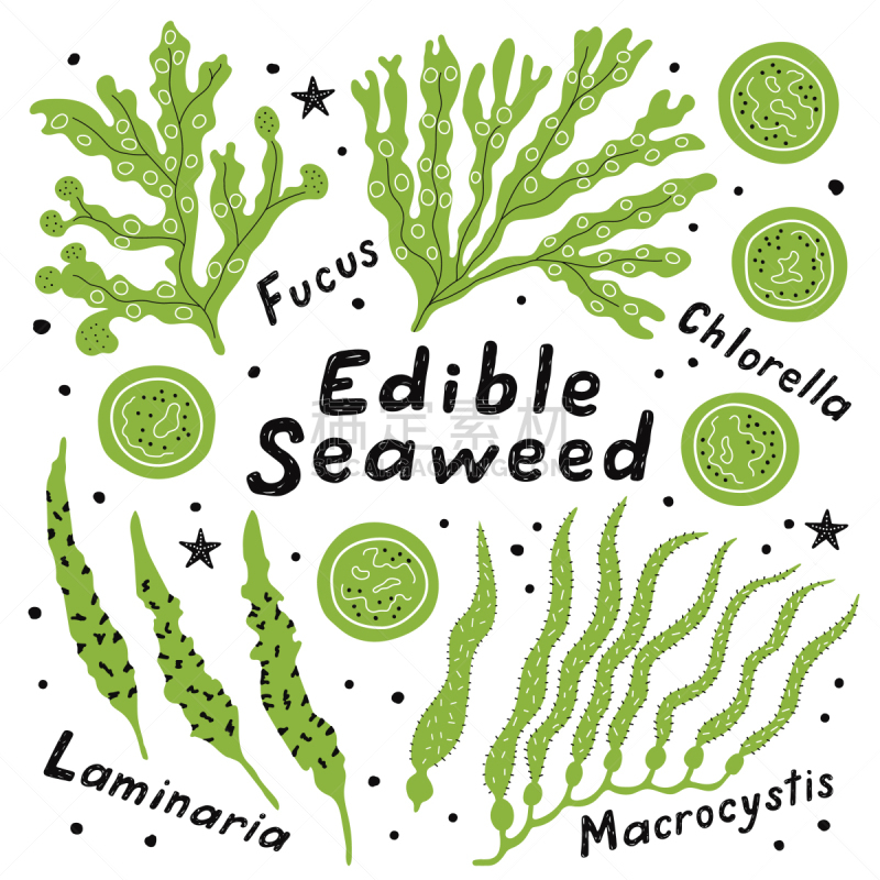 食品,海藻灰,海草,药,东方食品,植物群,植物,烹调,绘制