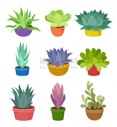 锅,室内植物,多色的,华丽的,花盆,植物群,自然美,装饰物,收集,花