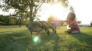 可爱的小女孩在绿色的夏日草地上喂野鹅