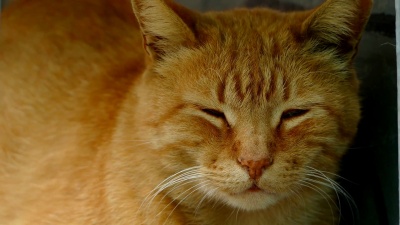 红猫看向别处