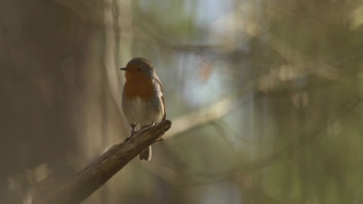 欧洲知更鸟(Erithacus Rubecula)