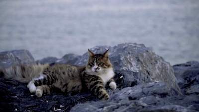 美丽的斑猫躺在伊斯坦布尔海边的岩石上