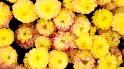 花园里的黄色菊花