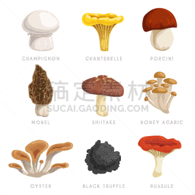 扁平化设计,porcini mushroom,牡蛎,羊肚菌,蜂蜜,矢量,绘画插图,鸡油菌,伞菌,香菇