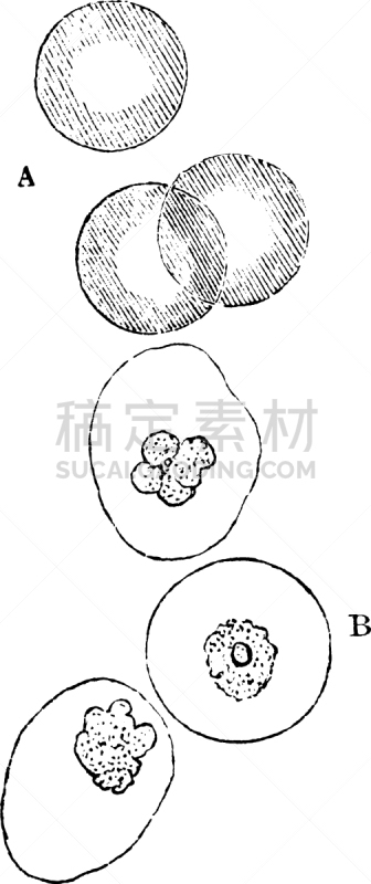 酸,白色,矢量,白细胞,雕刻图像,黑色,图像,复古