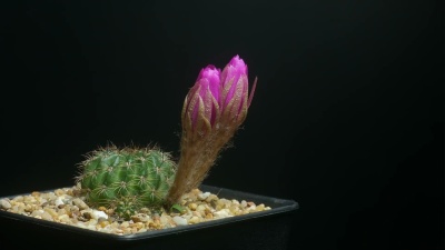花开花的仙人掌，Timelapse，孤立。