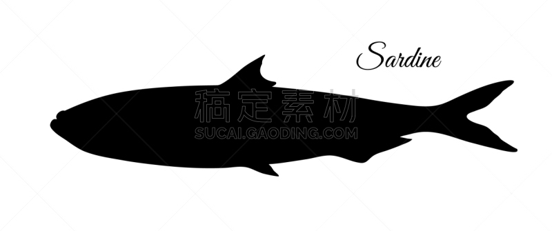 沙丁鱼,清新,食品,大西洋,小的,动物,湖,剪影,烹调,复古