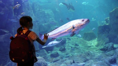 可爱的小女孩在一个大水族馆里看鱼