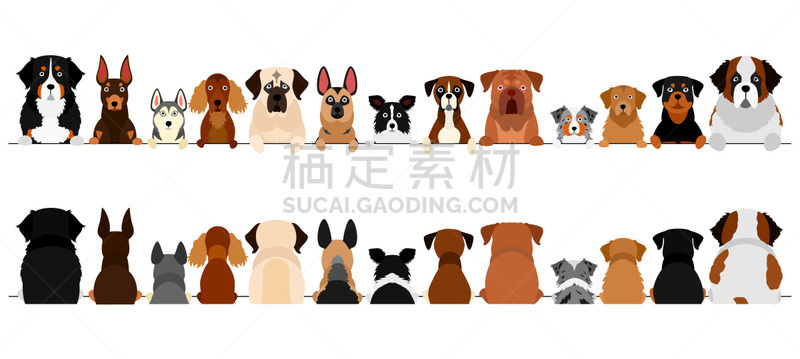 狗,半身像,动物背脊,巨大的,正面视角,国境线,纯种犬,线条,背景分离,边框