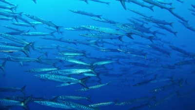 地中海梭鱼海洋生物学校