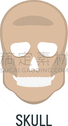 矢量,x光,骨头,概念,计算机图标,人,白色,头骨,绘画插图,人类骨架