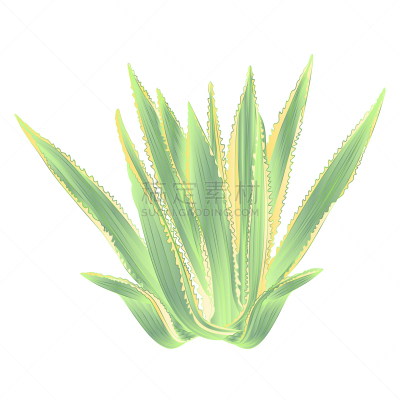 绘画插图,龙舌兰属植物,矢量,白色背景,分离着色,饮料,含酒精饮料,健康保健,背景分离,药