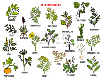 anthelmintic or antihelminthic herbs collection